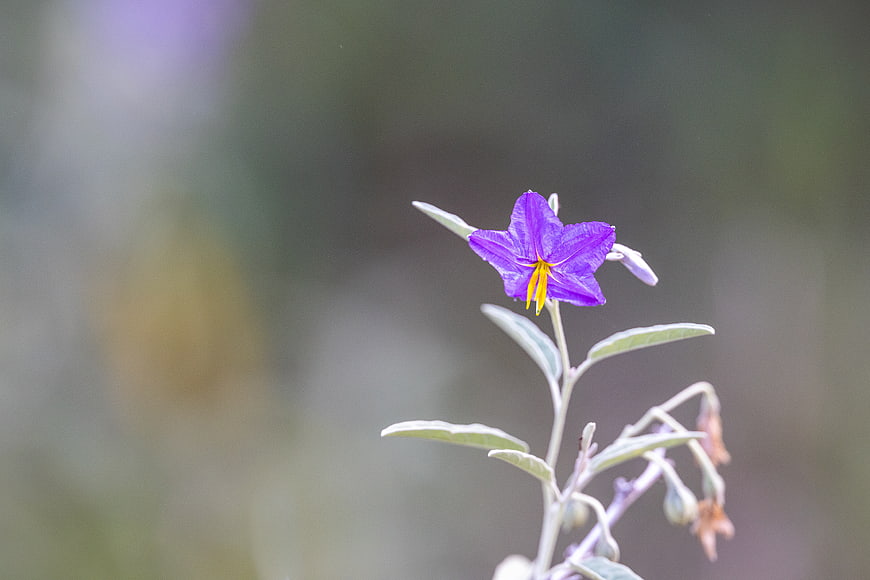 Close-up of a purple star-shaped flower with yellow center