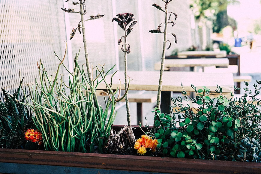 Succulent Planter Box with Outdoor Cafe Background