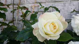 Close-up of a creamy white rose with pink edges in a garden