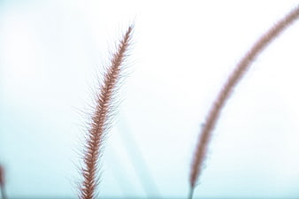Close-up of feathery grass against a soft blue background