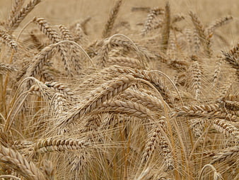 Close-up of golden ripe wheat ears in a field