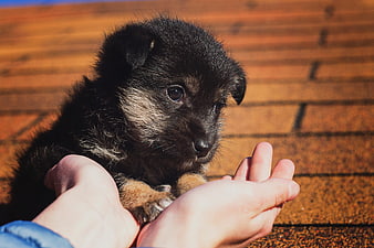 Cute black puppy held in hands on brick background