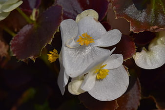 Close-up of white begonia flowers with yellow centers