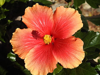 Vibrant Orange Hibiscus Flower Close-Up in Sunlight