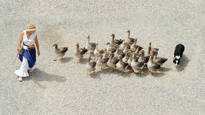 High angle view of woman herding geese with dog on gravel