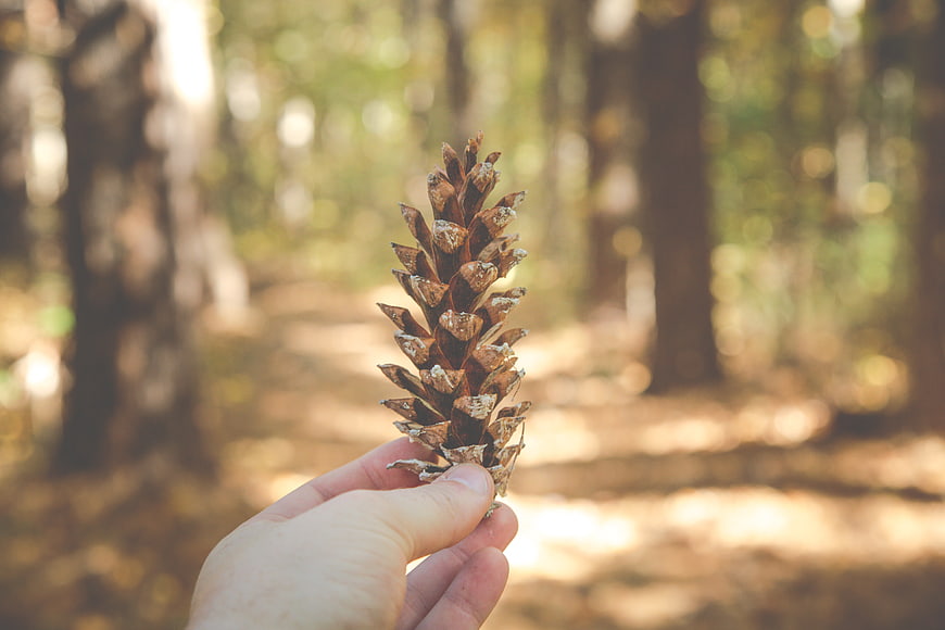 Hand holding pine cone in sunlit forest background