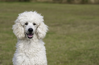 White Poodle Portrait On Green Grass