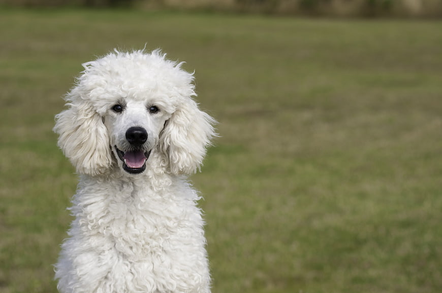 White Poodle Portrait On Green Grass