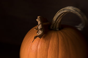 Close-up of orange pumpkin with dried stem on dark background