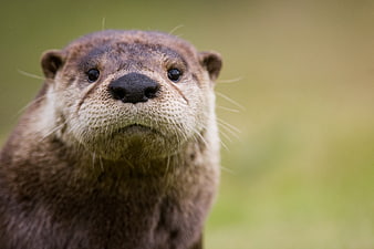 Close-up portrait of a cute otter face with whiskers