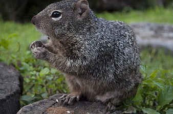 Cute squirrel eating on a rock in nature