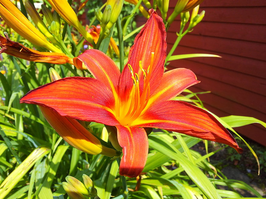 Vibrant Orange Daylily Flower Blooming in Garden
