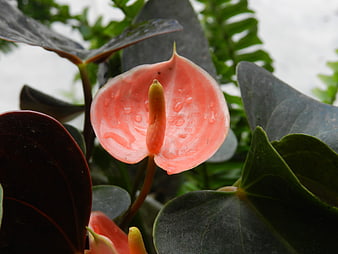 Close-up of Pink Anthurium Flower with Water Droplets