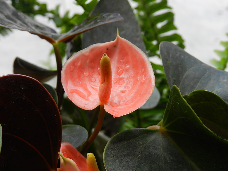 Close-up of Pink Anthurium Flower with Water Droplets