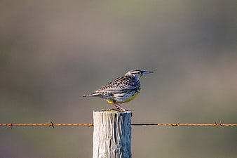 Western Meadowlark perched on wooden fence post