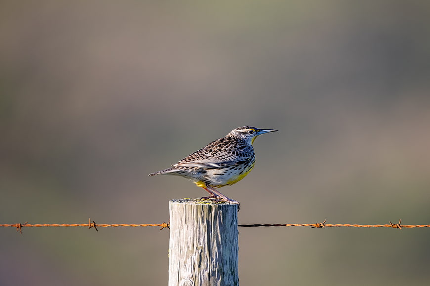 Western Meadowlark perched on wooden fence post
