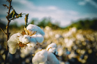 Close-up of fluffy white cotton bolls in a sunny field