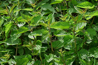 Close-up of green stinging nettle leaves in a meadow