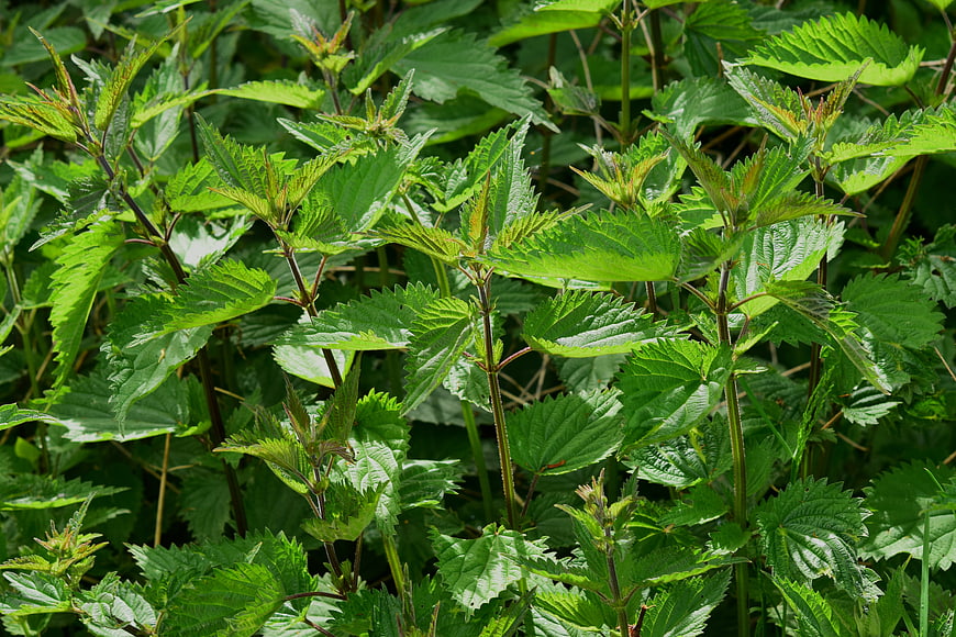 Close-up of green stinging nettle leaves in a meadow