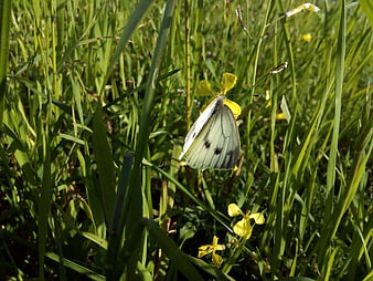 White Cabbage Butterfly on Yellow Flower in Green Grass