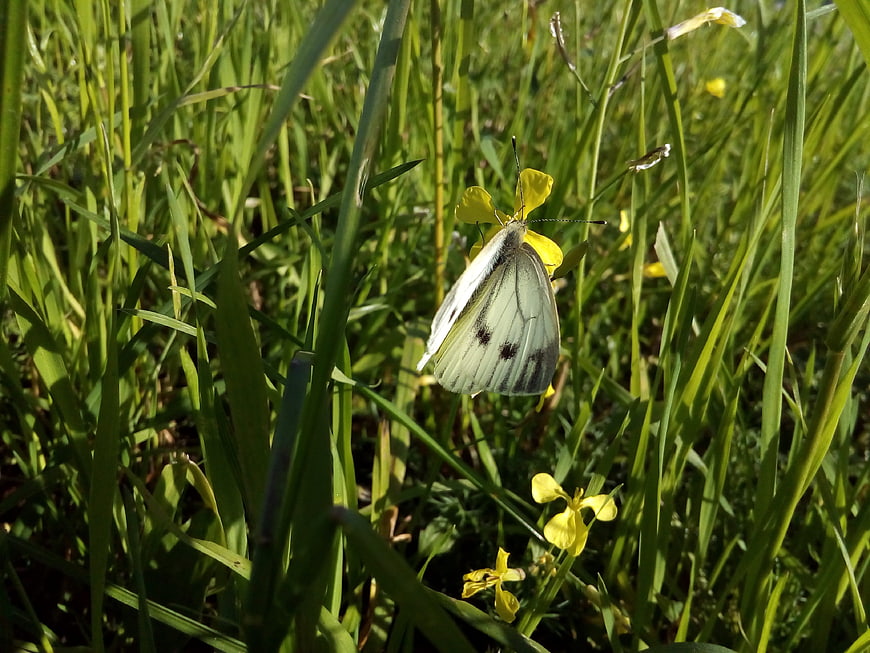 White Cabbage Butterfly on Yellow Flower in Green Grass
