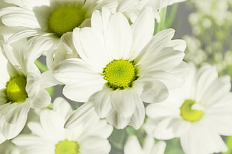 Close-up of white daisies with bright green centers