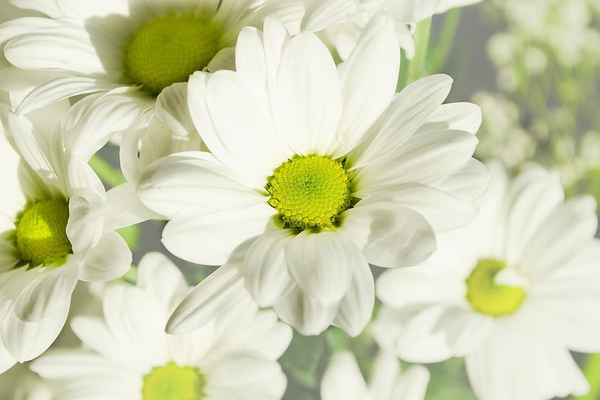 Close-up of white daisies with bright green centers