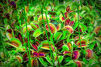 Vibrant Close-Up of Venus Flytrap Carnivorous Plants