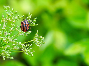Red and Black Striped Bug on Green Plant