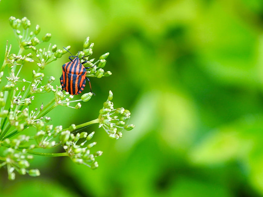 Red and Black Striped Bug on Green Plant