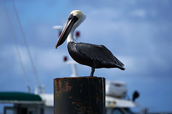 Brown Pelican Perched on Rusty Dock Piling