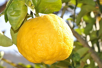 Close-up of ripe yellow lemon hanging on tree branch
