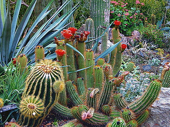Blooming Cacti and Succulents in Botanical Garden
