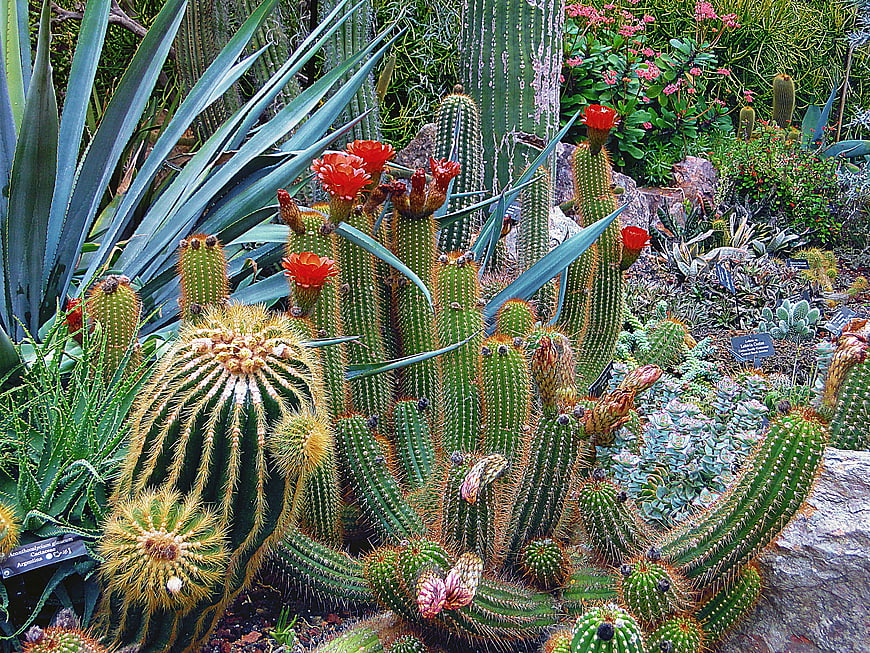 Blooming Cacti and Succulents in Botanical Garden