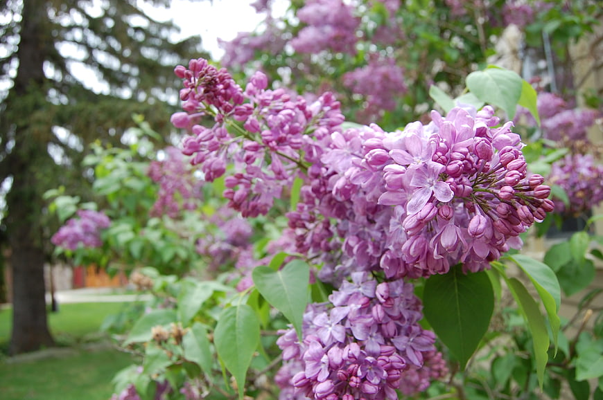 Close-up of blooming purple lilac flowers in a garden