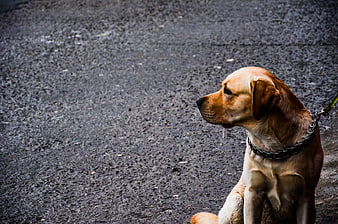 Golden Retriever Sitting on Wet Asphalt with Leash