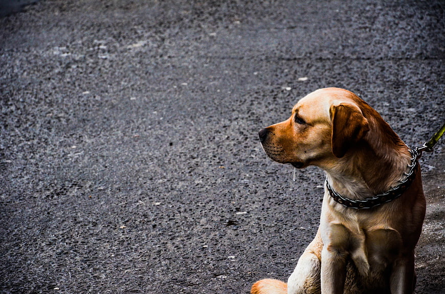 Golden Retriever Sitting on Wet Asphalt with Leash