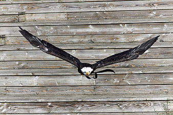 Bald Eagle in Flight Against Weathered Wooden Wall