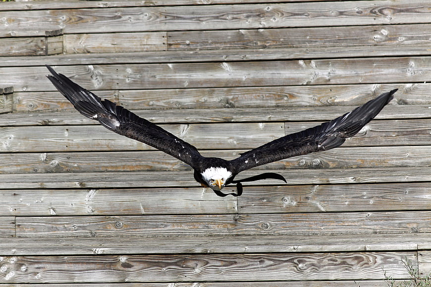 Bald Eagle in Flight Against Weathered Wooden Wall