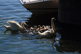 Swan Family with Cygnets Swimming Near Boat