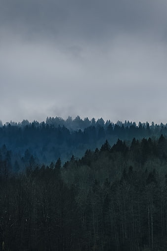 Misty Blue Forest Landscape with Foggy Hills