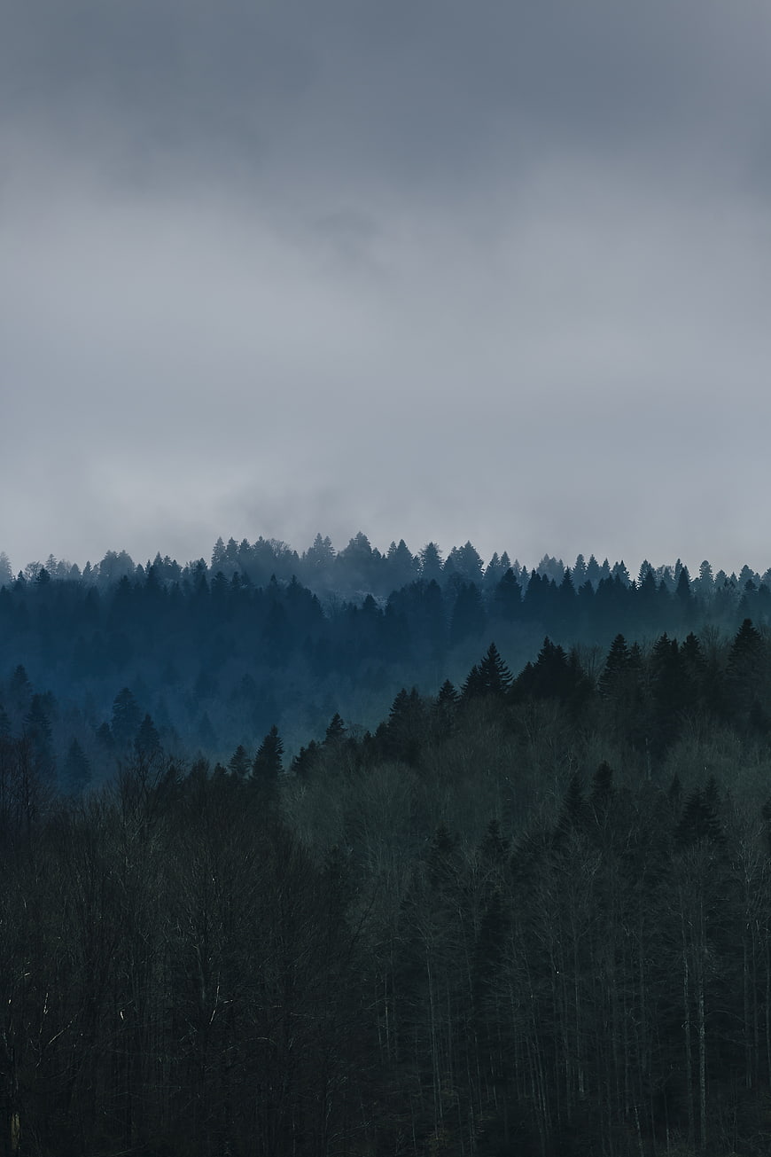 Misty Blue Forest Landscape with Foggy Hills
