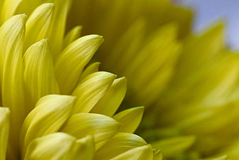 Close-up of vibrant yellow flower petals with soft focus background