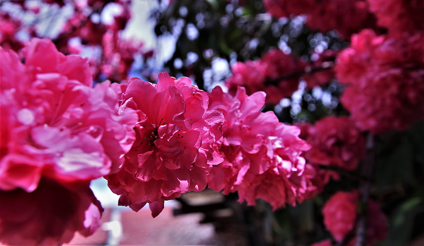 Vibrant Pink Rhododendron Blossoms in Spring Sunlight