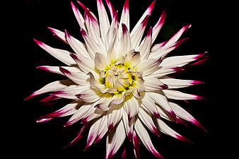 White Dahlia with Purple Tips on Black Background