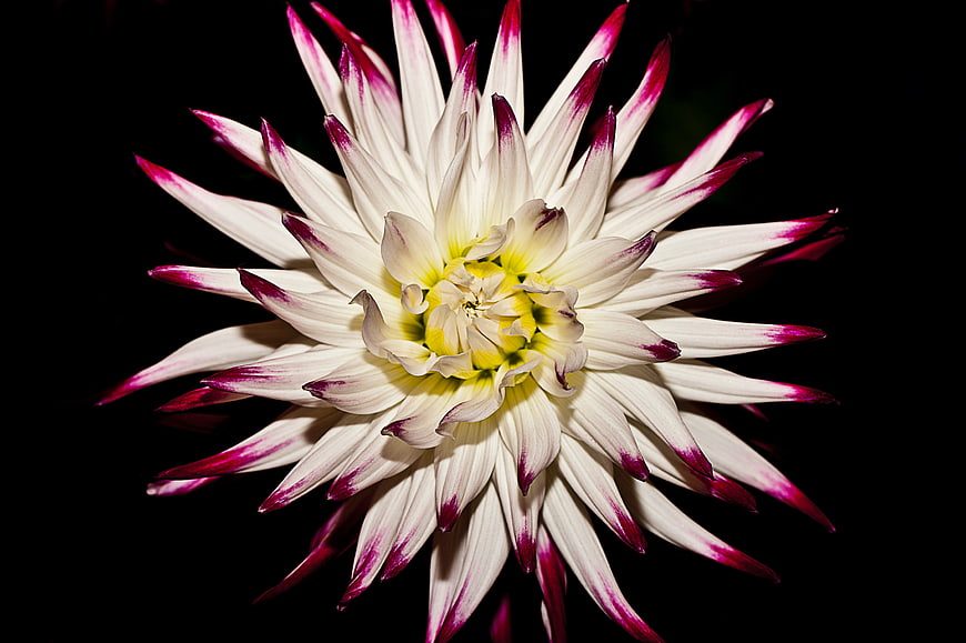 White Dahlia with Purple Tips on Black Background