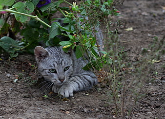 Gray Tabby Cat Hiding in Garden Plants