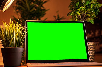 Laptop with green screen on desk with potted plants and warm lighting