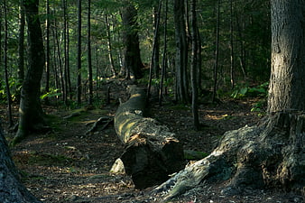 Fallen Tree Trunk in Dark Forest with Sunlight