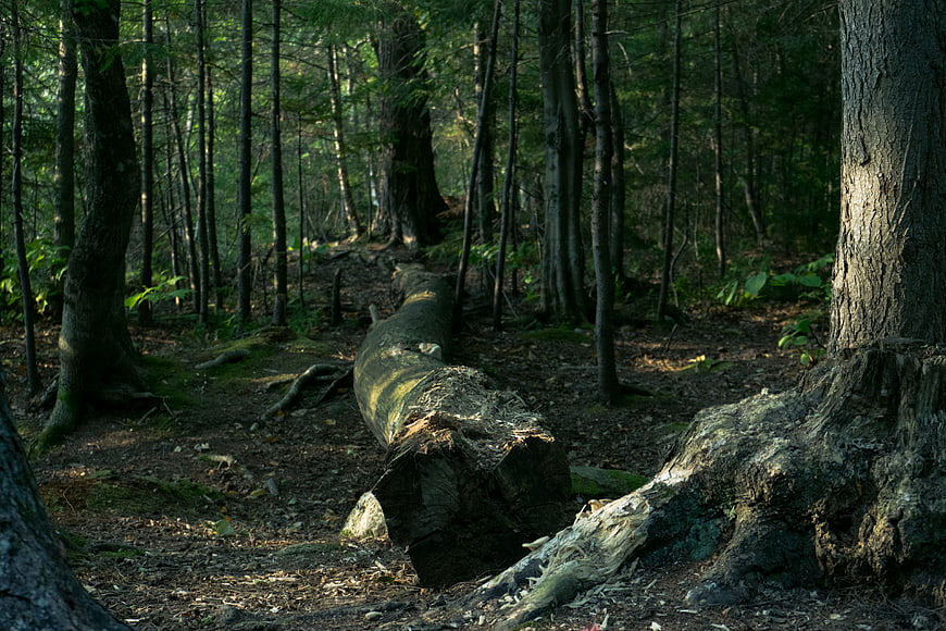 Fallen Tree Trunk in Dark Forest with Sunlight